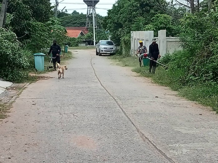 กองช่างฯ ดำเนินการตัดหญ้าทำความสะอาดที่ถนนสันติสุขและถนนสมปู่วัฒนา และซ่อมแซมหลอดไฟที่ชำรุด หมู่ที่ 12